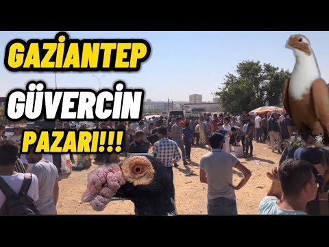 GAZİANTEP GÜVERCİN PAZARI PANDEMİ SONRASI FİYATLAR!!