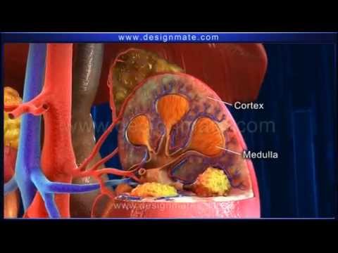 STD 10 (Science) - Nephron Structure and functions