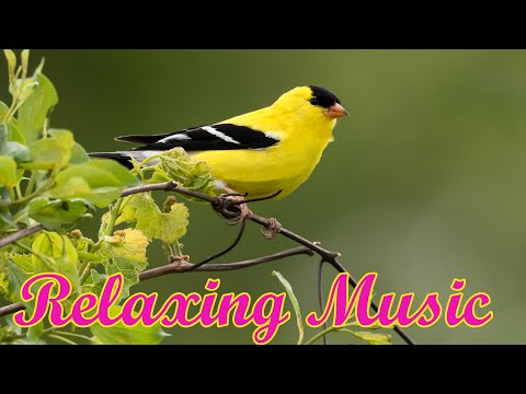 Beautiful Relaxing Music - Stress Relief, Peaceful Soothing Music, Meditation Music, Sleep Music