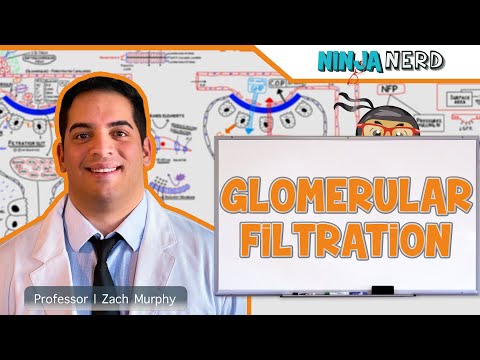 Renal | Glomerular Filtration