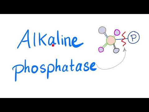 Alkaline Phosphatase (ALP) | Lab Test 🧪