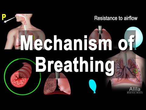 Mechanism of Breathing, Animation