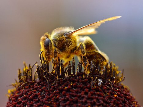 File - A honeybee collecting pollen at the Del Mar fairgrounds. Bees are insects with wings closely related to wasps and ants, known for their role in pollination.