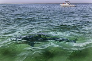 A white shark swims across a sand bar, seen from a shark watch with Dragonfly Sportfishing charters, off the Massachusetts' coast of Cape Cod, on Friday, Aug. 13, 2021.