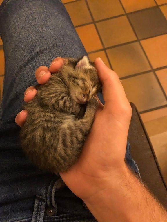 everythingfox:
“Handful of cat
”