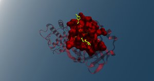 SARS-CoV-2 (2019-nCoV) (Covid - coronavirus) main protease in complex with an inhibitor