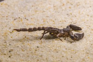 Scorpion on the sand