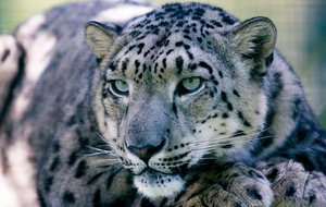 Snow leopard