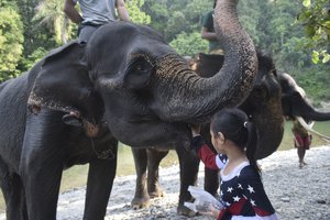 Feeding elephant in Tangkahan (Gunung Leuser National Park )