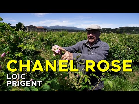 CHANEL: THE CHANEL ROSE AND THE MYTHICAL FARMER JOSEPH! By Loic Prigent