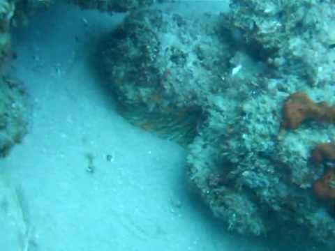 Stonefish (Synanceia verrucosa)