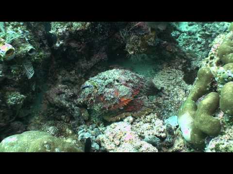 Stonefish, Synanceia verrucosa