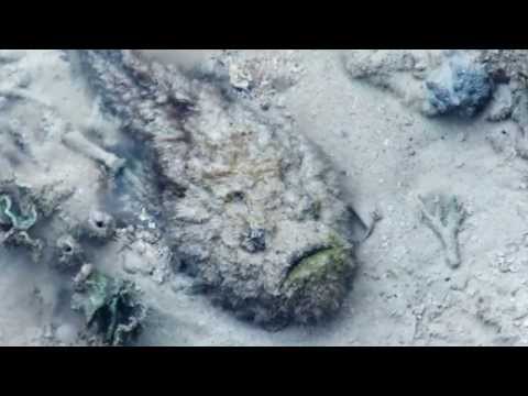 Stonefish (Synanceia verrucosa) - Raja Ampat, Indonesia