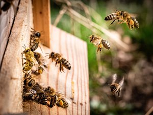 Bees are insects with wings closely related to wasps and ants, known for their role in pollination and, in the case of the best-known bee species, the western honey bee, for producing honey, October 14, 2019.