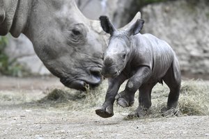 A three days old white rhino runs in its enclosure at the zoo in Salzburg, Austria, Saturday, June 6, 2020.