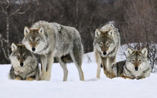 Resultado de imagen de manada de lobos nocturno