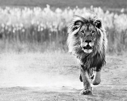 David Yarrow, ‘One Foot On The Ground’, 2014