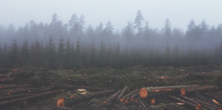 Metabolic rift - photo shows monoculture timber forest in background with freshly cut tree trunks in foreground.