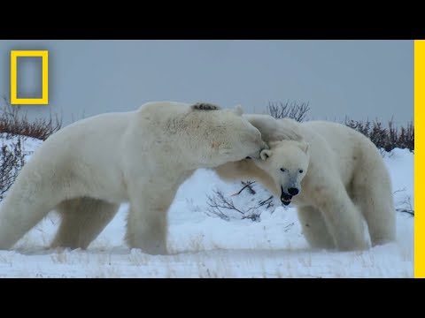 Male Polar Bear Fight Club - Ep. 2 | Wildlife: The Big Freeze