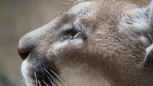 Mountain lion