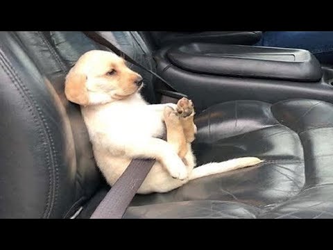 🐶Cute Puppies Doing Funny Things 2020 ❤️ #01 Cutest Dogs