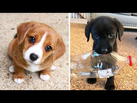 Cute baby animals Videos Compilation cutest moment of the animals - Cutest Puppies #2