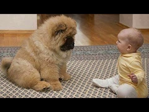 Adorable Puppies Love Babies Compilation 😍 A Cute Puppy 🐶and Baby👶 Videos 2021