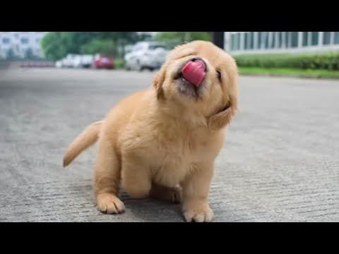 Funniest & Cutest Golden Retriever Puppies - 30 Minutes of Funny Puppy Videos 2021 #11