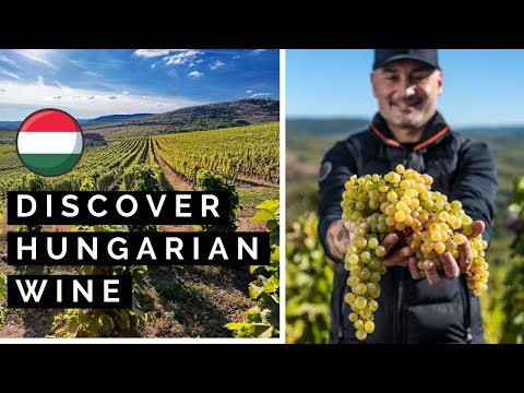 Discover Hungarian Wine: The Best Kept Secret in the Old World