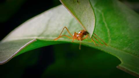 Leafcutter ants become double agents in a war between a tree and an underground fungus