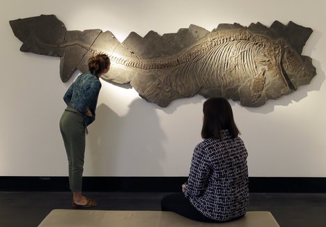 A female adult ichthyosaur with the remains of two juveniles from the lower jurassic (circa 184 million years ago) is displayed during a media opportunity at Christie's in London, Tuesday, May 21, 2019.