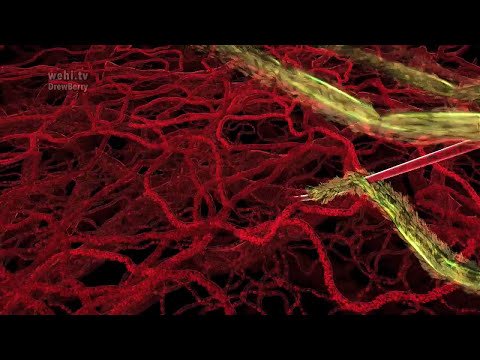 Malaria Lifecycle (no narration) by wehi.tv 2016