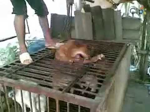 ✦VIETNAM:THE MOST BARBARIC PLACE ON EARTH FOR DOGS(4)✦