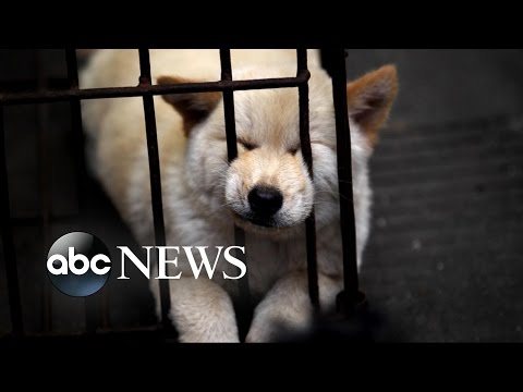 Chinese Dog Meat Festival | Undercover Cameras Reveal Brutality