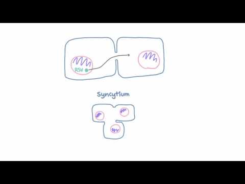 Respiratory Syncytial Virus (RSV) - Pathophysiology