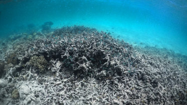 Coral bleaching on Lizard Island.