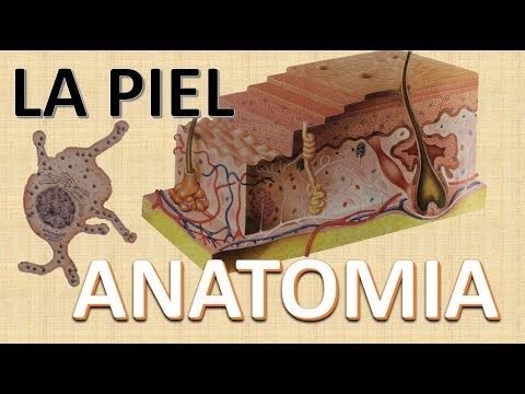 Anatomia de la Piel | Funciones | Capas de la piel