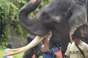 Visitor feeding fruits to elephants in Tangkahan, Medan, Indonesia