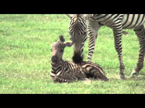 Zebra birth in the Ngorongoro Crater in Tanzania