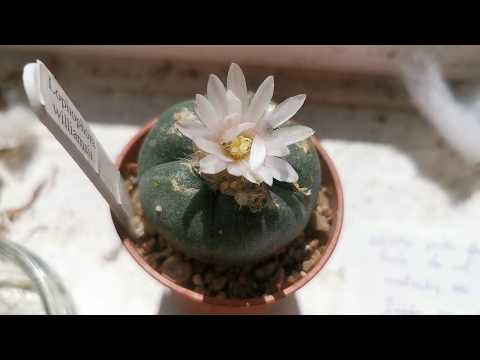 How to grow the psychedelic cactus Peyote, Lophophora williamsii, at home on a windowsill in the UK