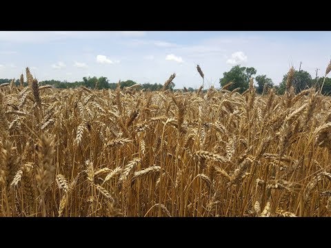 processing wheat into flour