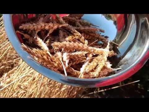 Growing and using wheat at home