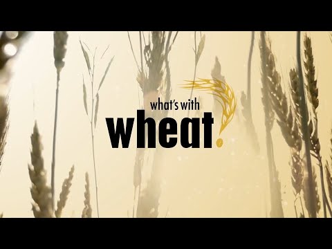 What's With Wheat - Documentary Exposing The Truth About Genetically Modified Grains (2016)