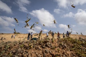 In this photo taken Wednesday, Feb. 5, 2020, young desert locusts that have not yet grown wings jump in the air