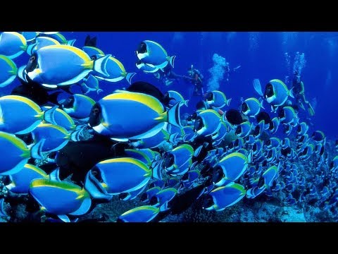 Paraíso Submarino, Rivera Maya - México 🇲🇽 HD.