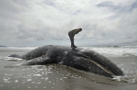 FILE - In this May 6, 2019 file photo, Duat Mai stands atop a dead whale at Ocean Beach in San Francisco.