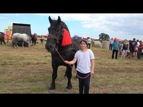 Targ expozitional de cai Ruseni, Satu Mare 19 Iunie 2021 Nou!!!