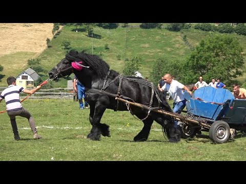 Concurs cu cai de tractiune Abrud, Alba 27 Iunie 2021 Nou!!!