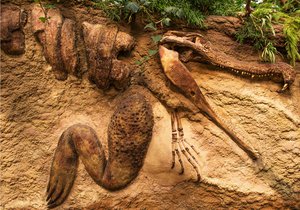 Deinosuchus is an extinct genus of alligatoroid crocodilian related to the modern alligator that lived 82 to 73 million years ago (Ma), during the late Cretaceous period, Feb. 15, 2015.