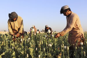 Afghan farmers harvest poppy in Nad Ali district, Helmand province, Afghanistan, Friday, April 1, 2022.